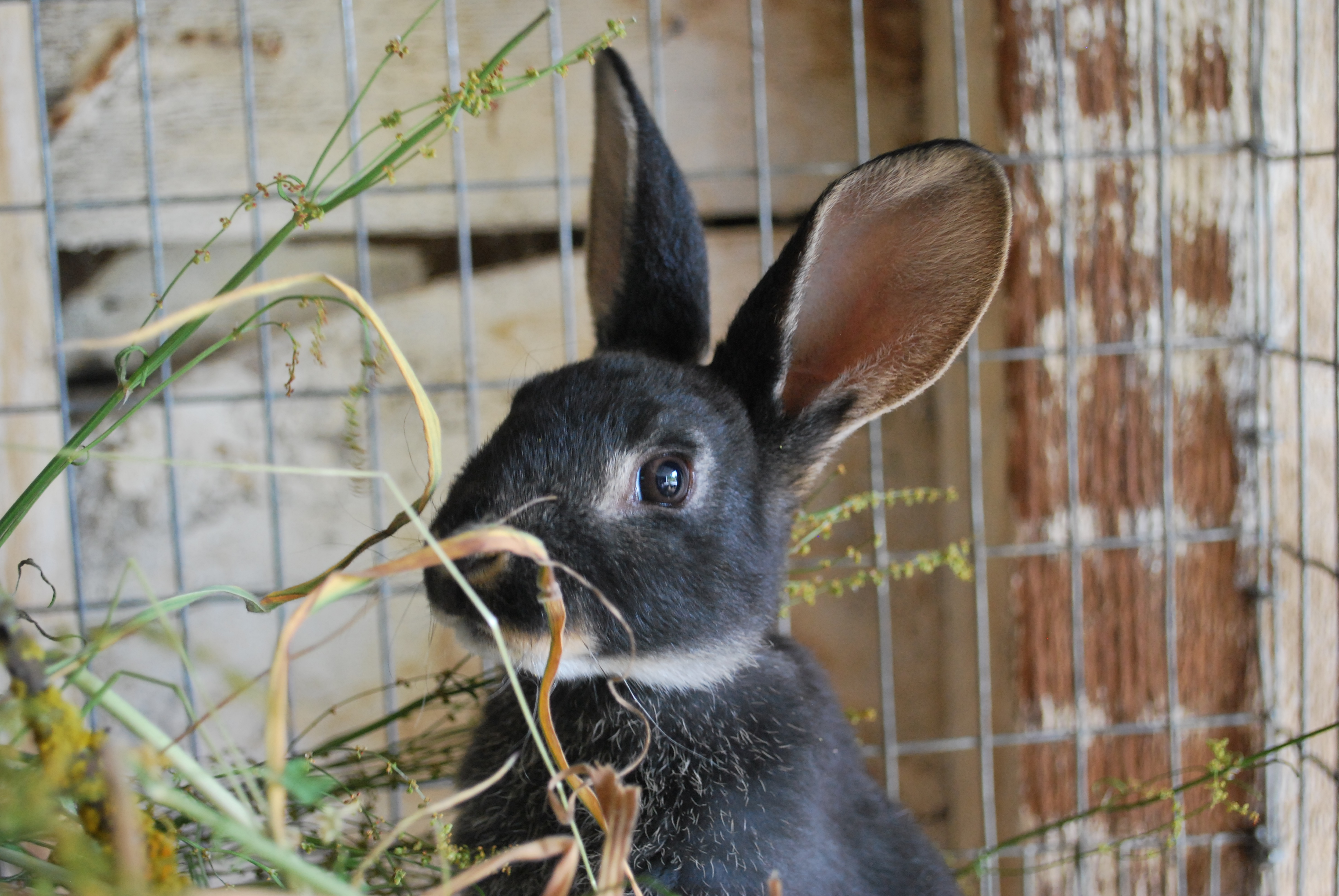 black otter standard rex kit | Abernathy's Rabbitry