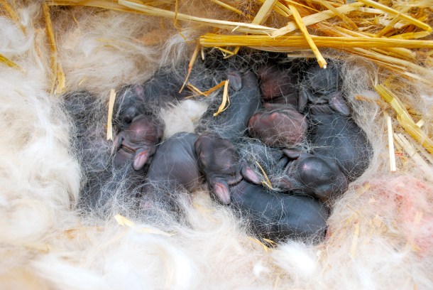 californian:creme litter
