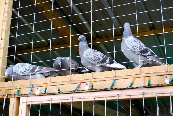 pigeons01
