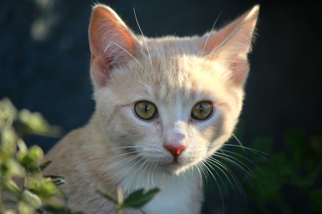 Image showcasing How I save over 90% on Topical Flea Control for my Multiple Cat ...