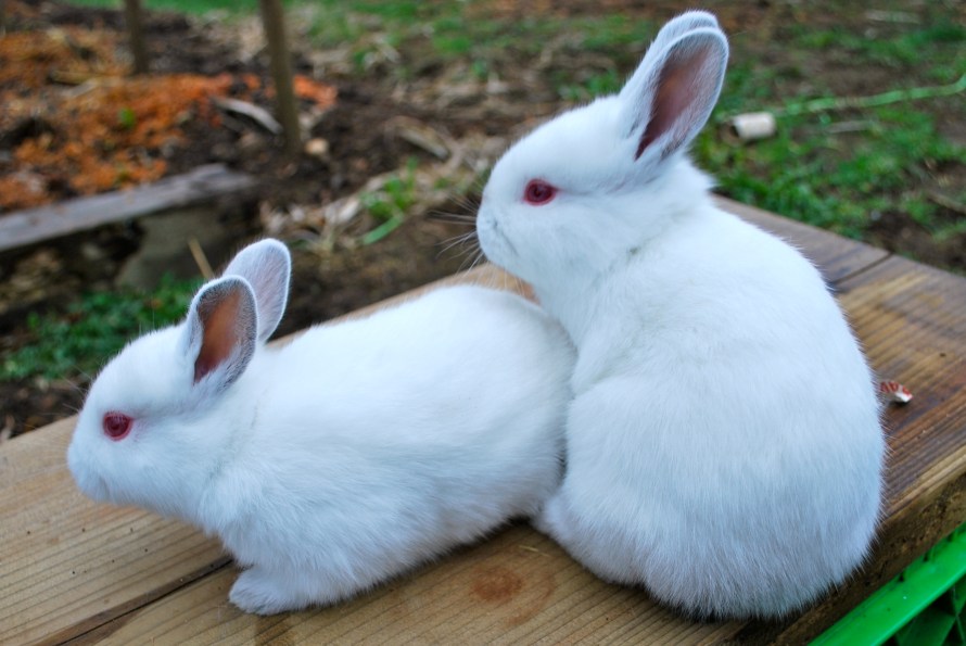 Californian Kits are so Cute | Abernathy's Rabbitry