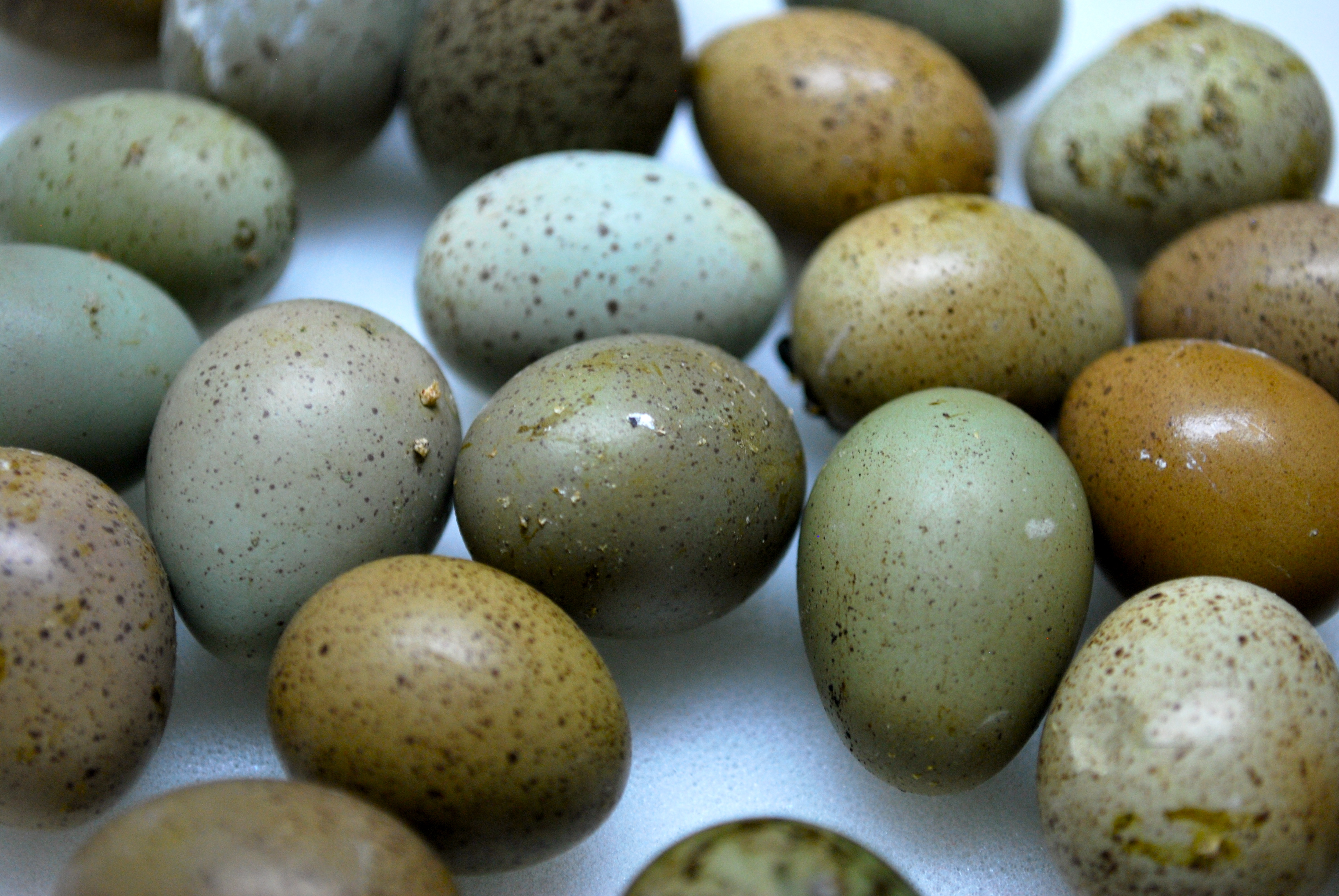 thumbnail image 2 of 20 Button Quail Hatching Eggs – Multiple Colors – Fertile & Ready For Your Incubator – US Source 2 of 3