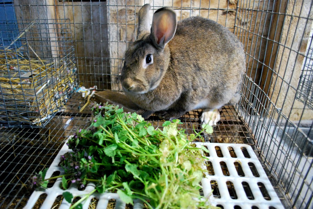 Free Rabbit Food: Purple Dead Nettle | Abernathy's Rabbitry