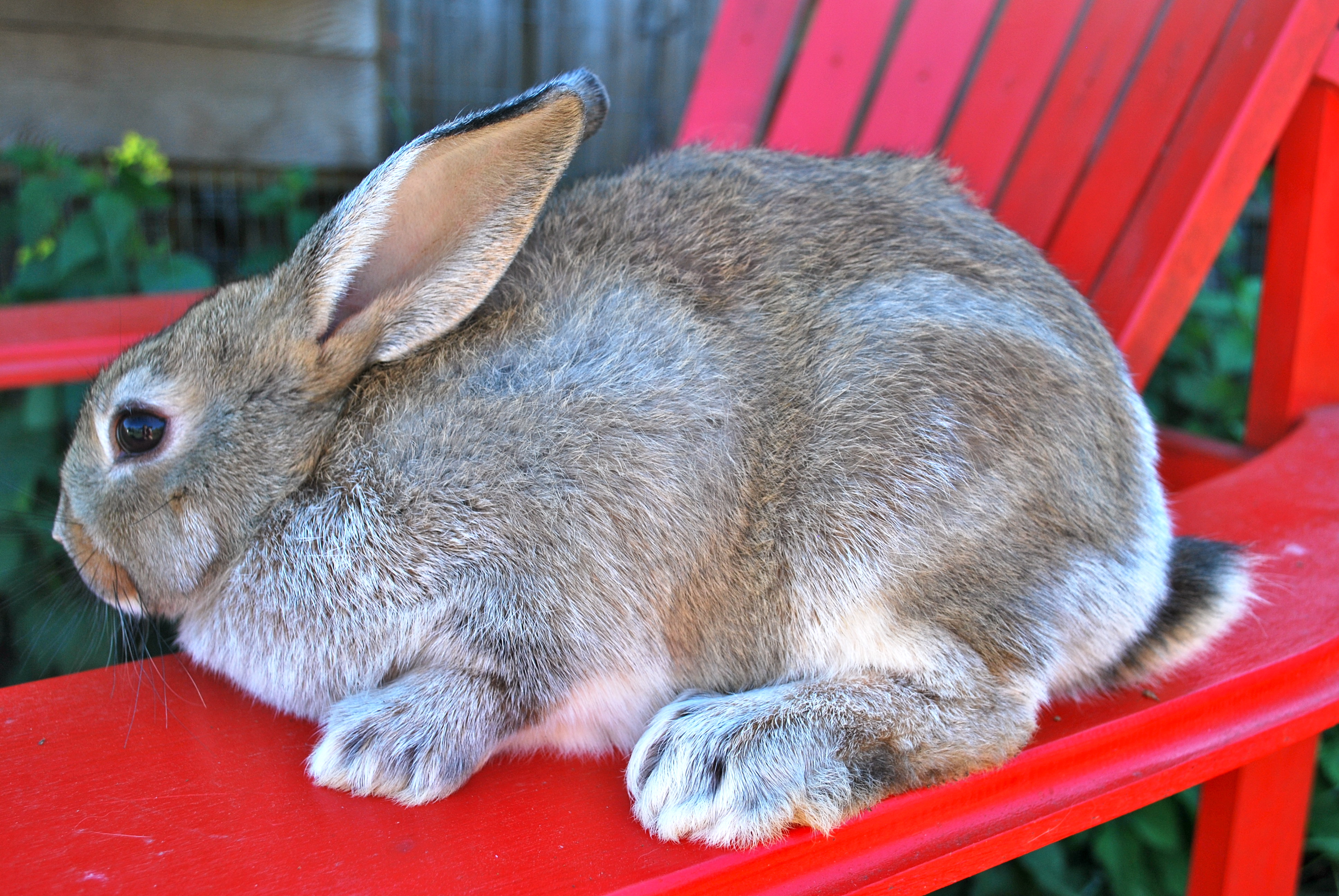 Unique Rabbit Hybrids Hybrid Bunnies Silvering Up | Abernathy's Rabbitry