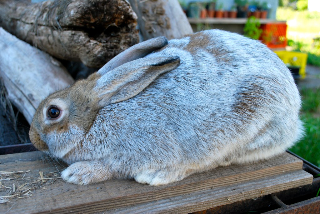 Hyplus Rabbit Hybrid Bunnies at 10 Weeks | Abernathy's Rabbitry