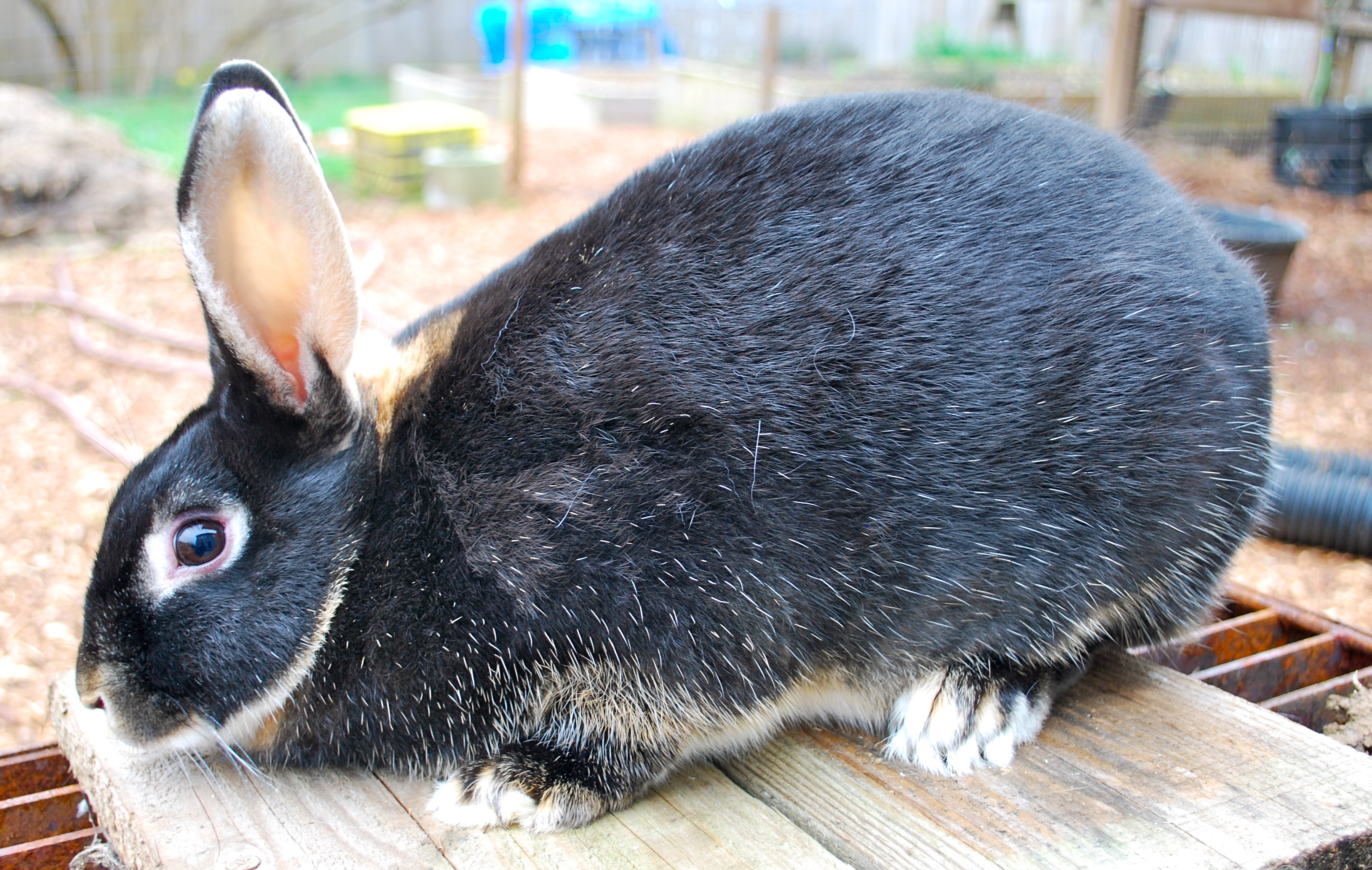 Introducing Butternut | Abernathy's Rabbitry