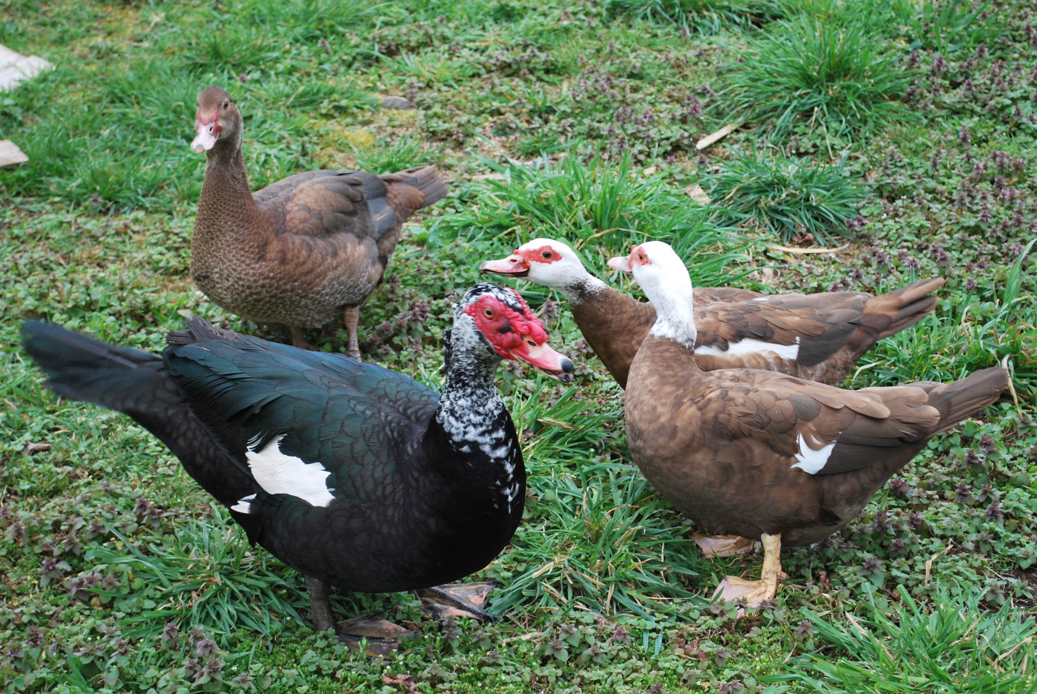 Springtime Duck Family | Abernathy's Rabbitry